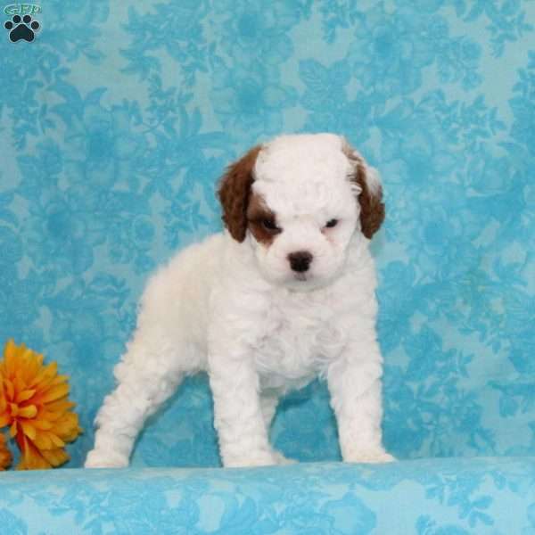 Choco Chip, Cavapoo Puppy